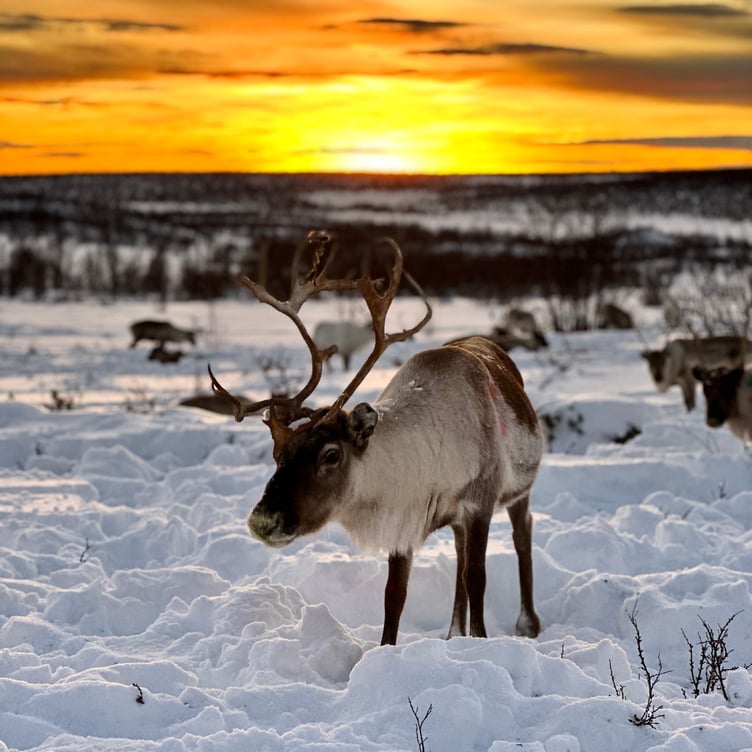 Sunrise and reindeer