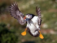 Discover the birds of Skomer with an expert birder