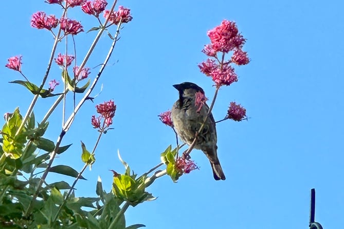 Tenby finches on Valerian plant