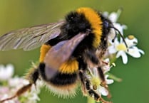 Charity campaign takes flight to save Pembrokeshire’s habitats