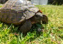 RSPCA appeal after stray tortoise found in Neyland