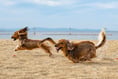 Two Pembrokeshire beaches named in the UK's top ten for dogs 