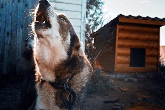 ‘It’s mentally draining.’ Advice for barking dogs’ owners & neighbours
