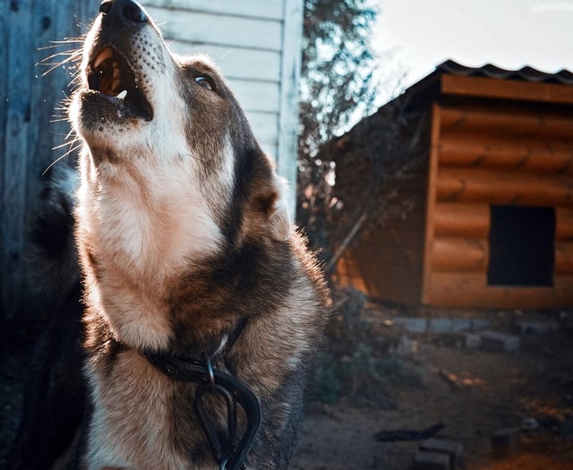 ‘It’s mentally draining.’ Advice for barking dogs’ owners & neighbours