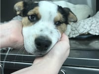 Calls to give RSPCA more powers to protect animal welfare in Wales