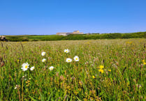 Enjoy Open Meadows Week at National Trust Cymru farm in Pembrokeshire