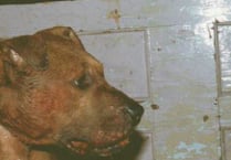 Cases of dog fighting have risen in Wales, RSPCA Cymru has revealed