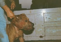 Cases of dog fighting have risen in Wales, RSPCA Cymru has revealed