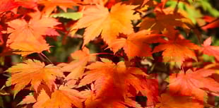 Cosheston WI ladies introduced to Colby’s Fullmoon Maple