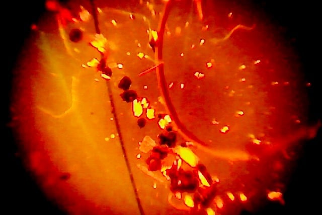 Microplastics in a teabag