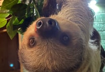 WATCH: Folly Farm welcomes adorable young sloth Button 