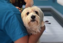 Dog bitten by adder in UK - dog experts give advice on treating a bite