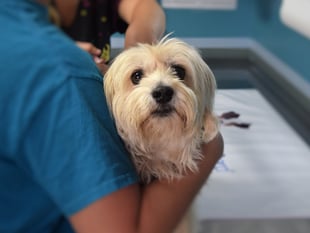 Dog bitten by adder in UK - dog experts give advice on treating a bite