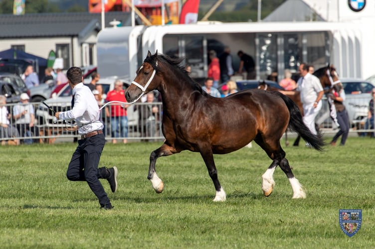A scene from a previous Pembrokeshire County Show