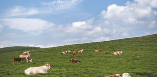 Update on Pembrokeshire Bovine TB Project - tender process completed