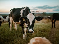 The search begins for Dairy Stockperson of the Year