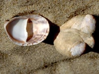 NRW survey is about creating a plan to protect our marine environment