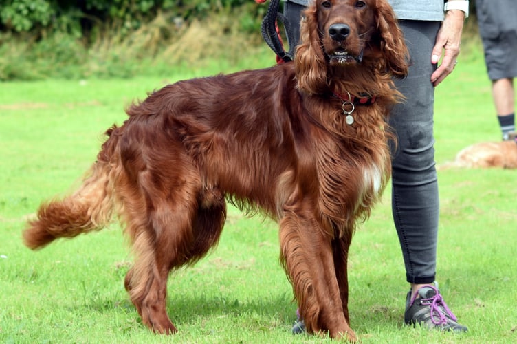 Class winner in dog show
