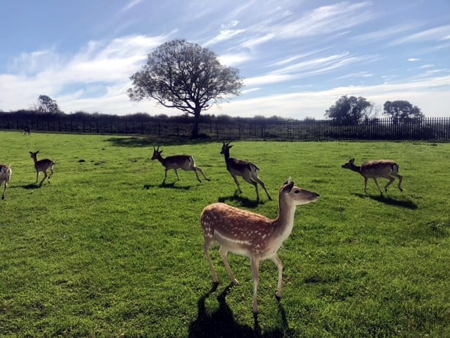 Deer at Great Wedlock Deer Park, Tenby