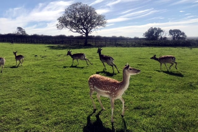 Deer at Great Wedlock Deer Park, Tenby
