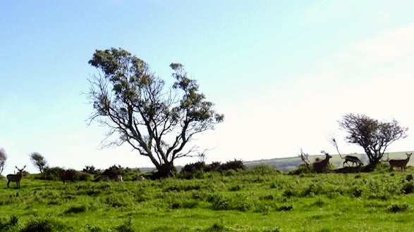 Stags at Great Wedlock Farm, Tenby