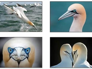 The Private Life of a Gannet - Wildlife Trust talk in Pembroke