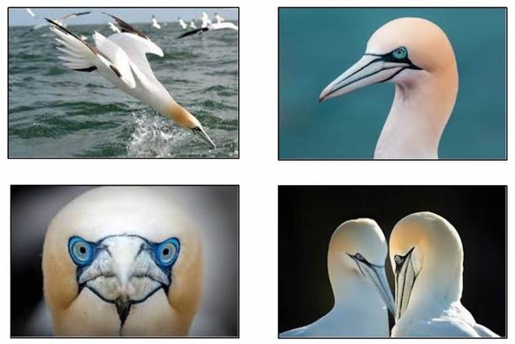 Gannets