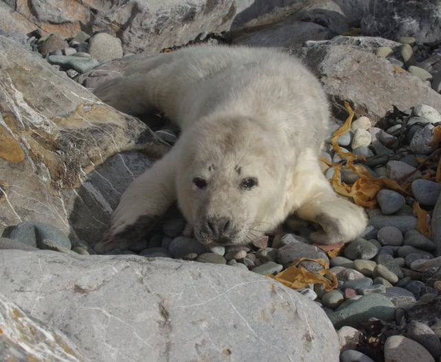 Blue Lagoon at Abereiddi closes early to protect breeding Grey seals