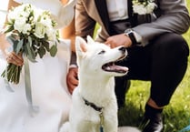 Wedding tips - How to include your dog in your special day