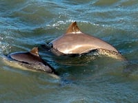 Identifying Harbour Porpoises with Sea Trust Wales at Pembroke talk