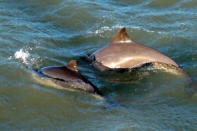 Harbour porpoise