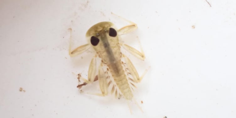 Mayfly nymph