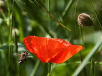 A taste of honey at Ludchurch WI