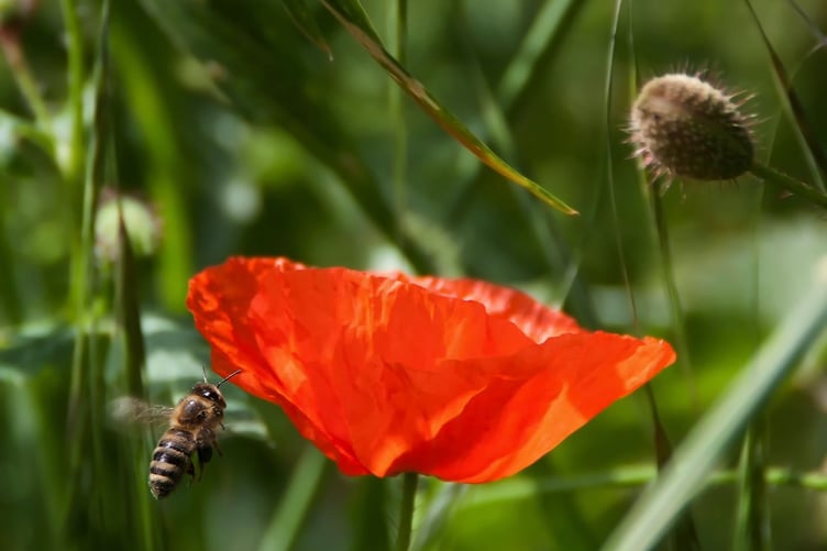 Honey bee near poppy