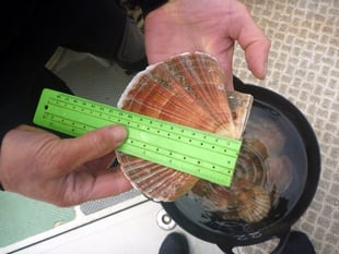 Skomer King scallops thriving after ban on catching