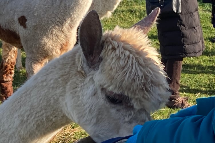 Feeding an alpaca
