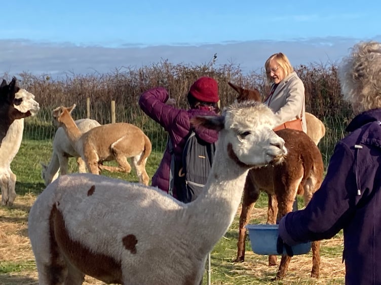 Tenby Arts Club members meeting alpacas at Ash Farm, Stepaside