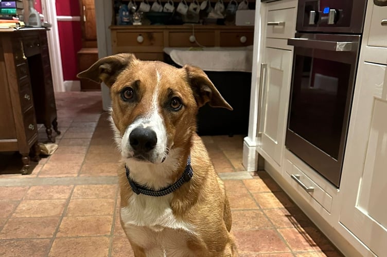 Gryff, a Welsh Sheepdog from Lawrenny recently returned from the autumn agility contest at Epynt with two first place rosettes and one second. Owner/handler Alison said he would have had another if she hadn't made errors. Well done Gryff!