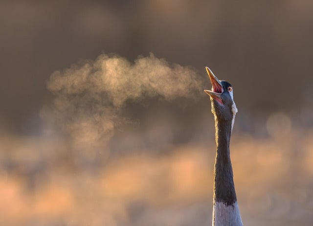Crane on a cold and frosty morning