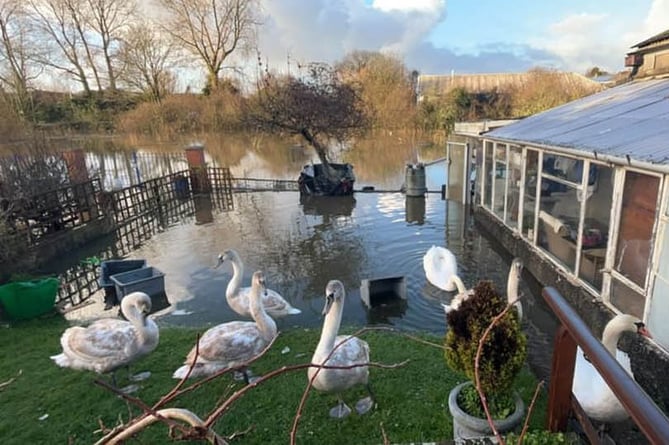 Swans in a flooded garden at Quarry Cottages, Tenby