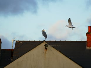 WATCH: Pembroke Dock heron returns - but the neighbours aren’t happy!