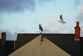 WATCH: Pembroke Dock heron returns - but the neighbours aren’t happy!