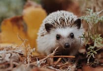 Hedgehog and Hedgerow Awareness Day