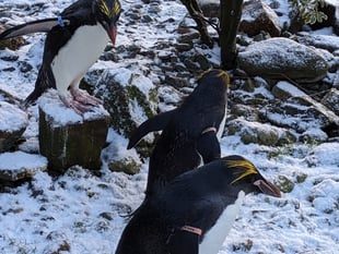 WATCH: Penguins - and other animals - in the snow in Pembrokeshire