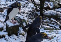 WATCH: Penguins - and other animals - in the snow in Pembrokeshire