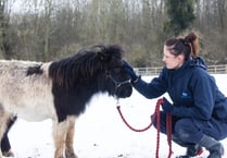 RSPCA tips to keep animals safe as cold weather continues