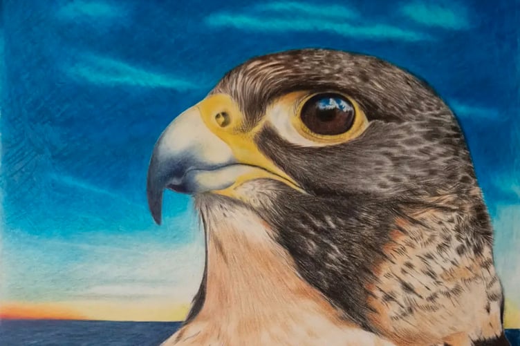 Peregrine Hawk