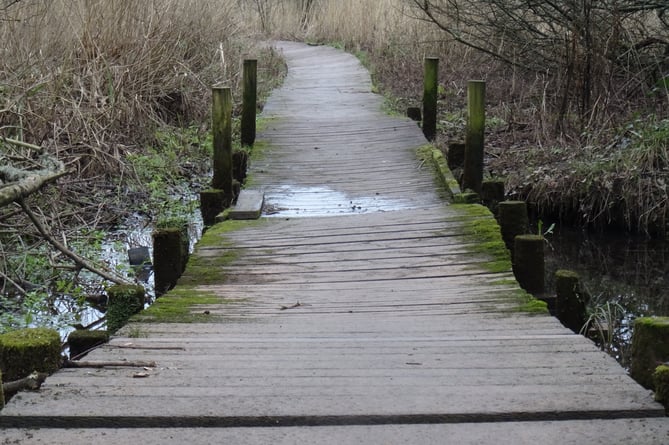 The boardwalk at Holyland Wood, Pembroke has been distorted by flood waters