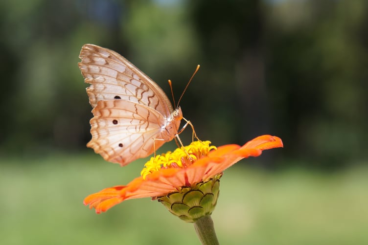 Butterfly on flower