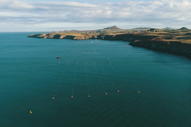 Image provided with story announcing seaweed processing off Pembrokeshire coast